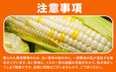 とうもろこし白黄ミックス約4kg《6月下旬-7月下旬頃出荷》恵味白い恵味