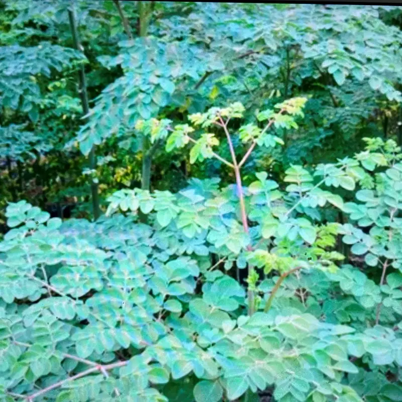 モリンガオーガニック和紅茶・ほうじ茶・お煎茶【A5-437】