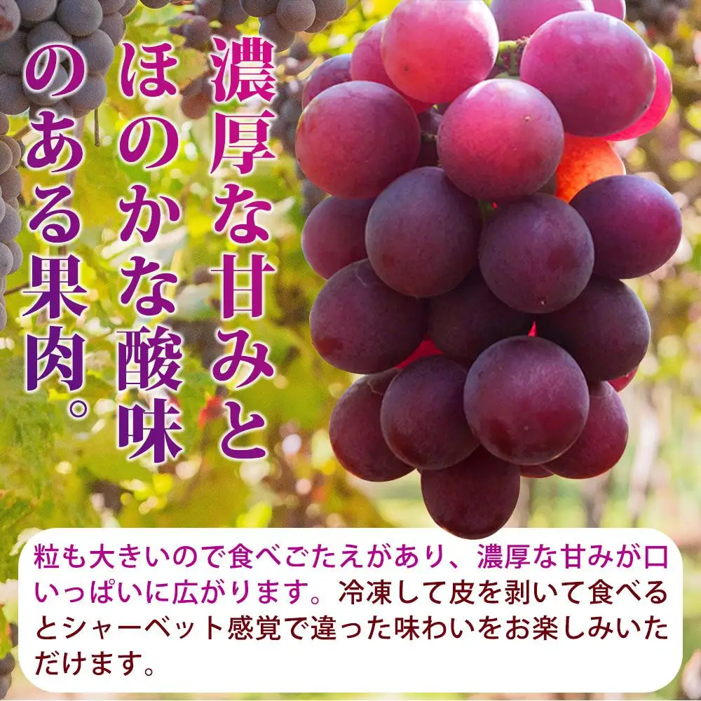 紀州有田産の巨峰ぶどう約３kg【先行予約】【2026年8月下旬以降発送予定】  巨峰