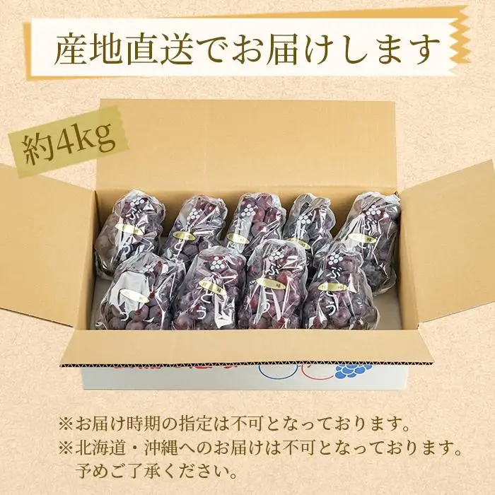 ぶどうの王様 農家直送 朝採り 濃厚 巨峰 約4kg［2026年・先行予約］  巨峰