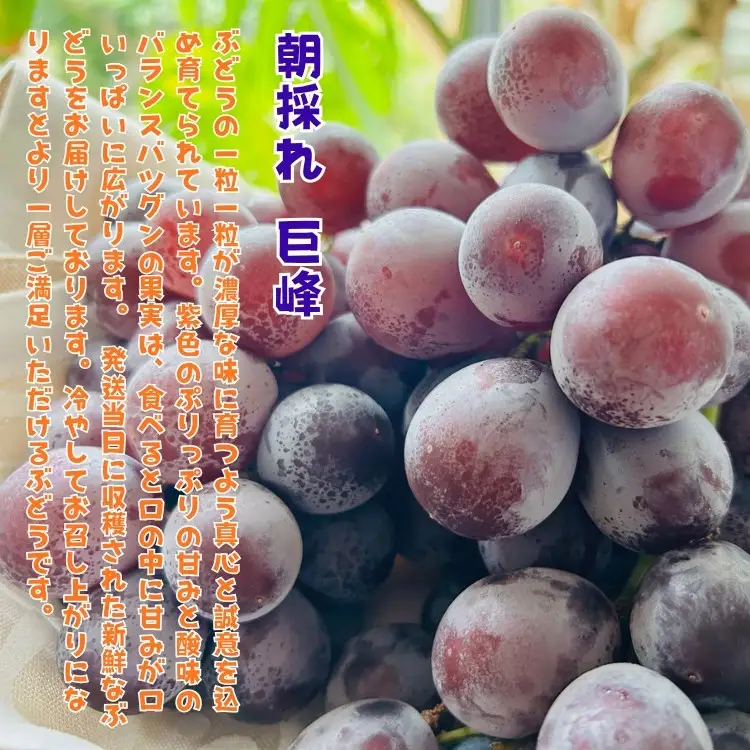 農家直送 ３色ぶどう詰め合わせ大人気セット 約2kg入り ［2026年・先行予約］