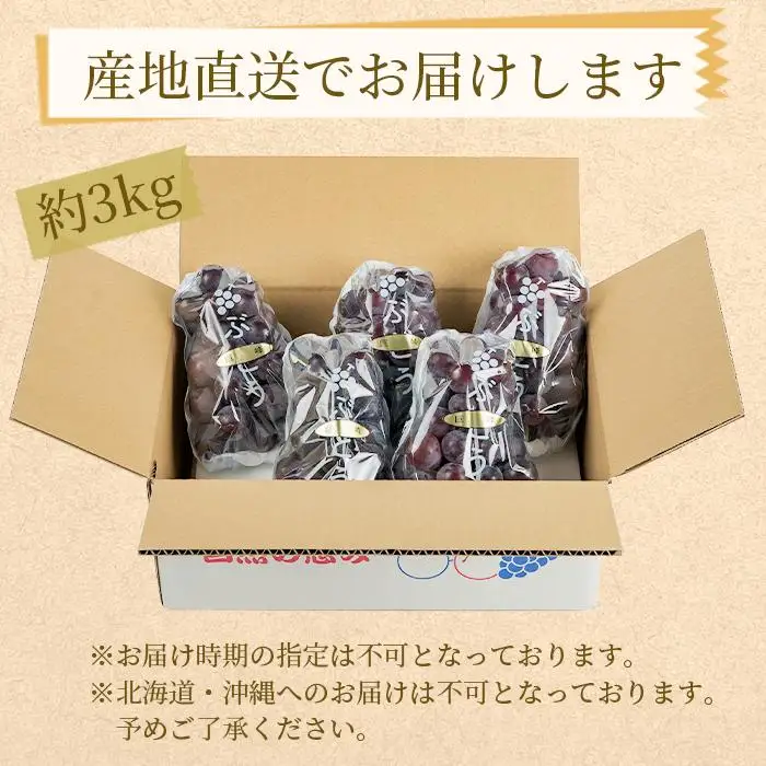 農園直送 朝採り 濃厚 巨峰 約3kg ［2026年・先行予約］巨峰 ぶどう