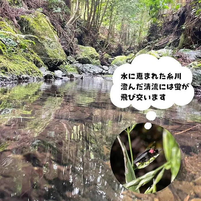 お米 5kg 思いを繋ぐ糸川のお米 結意米 【ゆいまい】和歌山県産 【みかんの会】