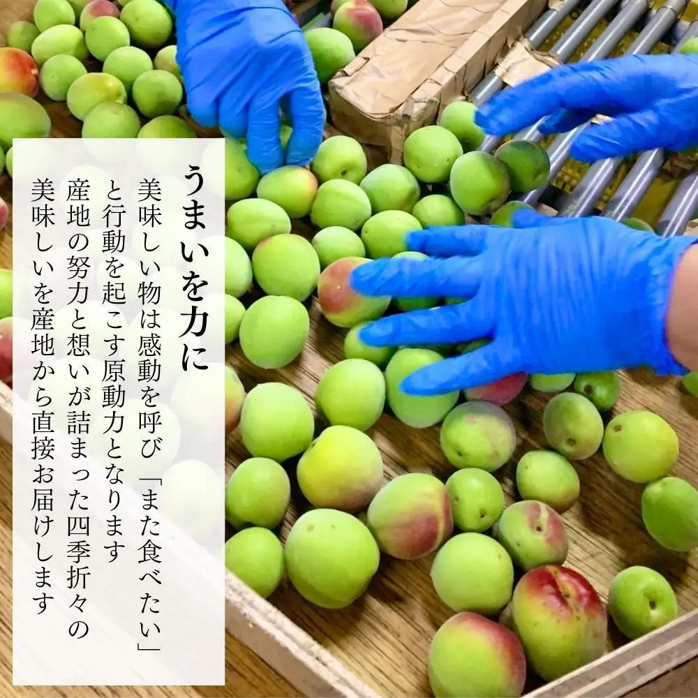 青梅 南高梅 3kg 秀品 サイズミックス  和歌山県産 A品 梅酒作り用 梅ジュース作り用