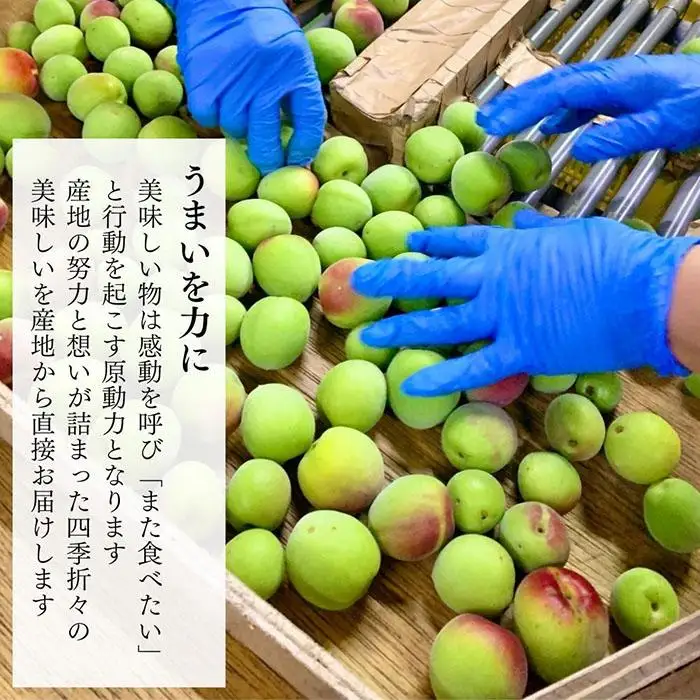 青梅 南高梅 5kg 秀品  LまたはMサイズ 和歌山県産 A品 梅酒作り用 梅ジュース作り用