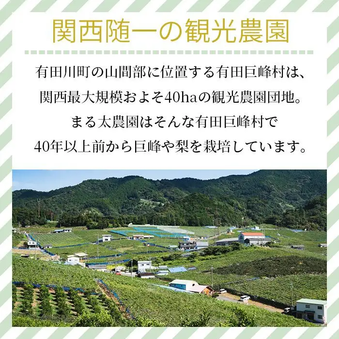 ［先行予約］種なし巨峰と旬の梨　約２kg［2026年8月上旬以降順次発送］