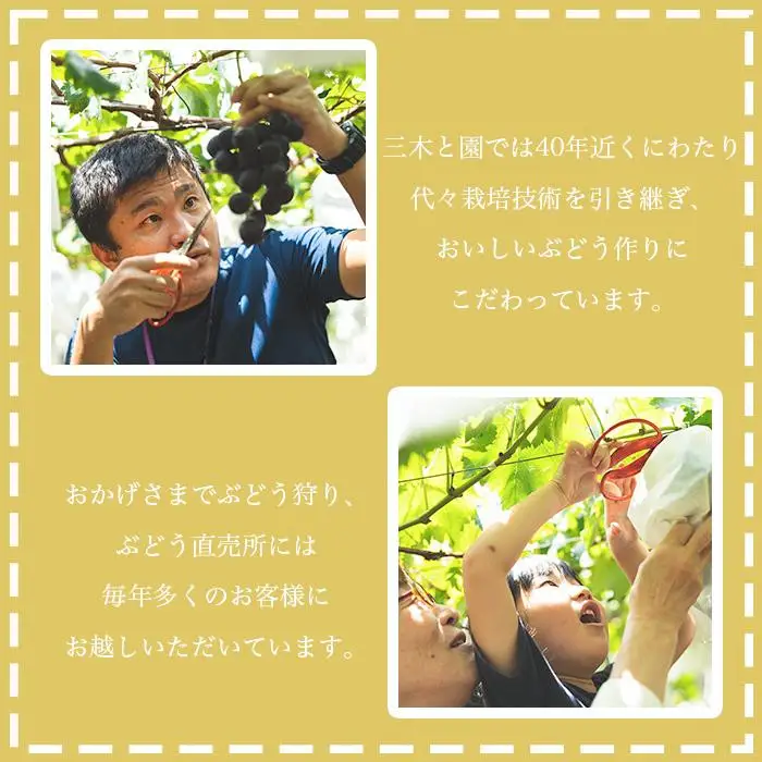 種あり巨峰2kg ぶどう 有田巨峰村 三木と園の露地栽培あま～い 先行予約