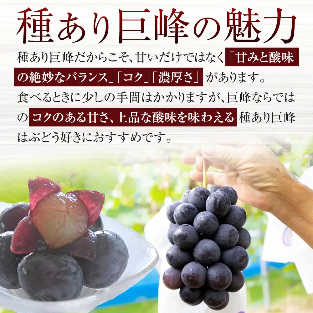 巨峰 約2kg 有田巨峰村 朝採り2026年8月中旬頃より順次発送