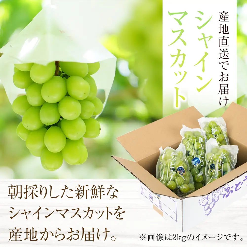 ［先行予約］シャインマスカット 約2kg  (3房～5房) 有田巨峰村 【朝採 新鮮】■2026年発送■※8月下旬頃から9月下旬頃まで順次発送予定 | ぶどう シャインマスカット ぶどう