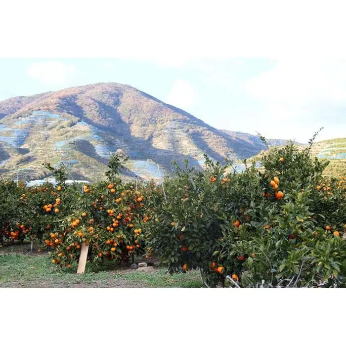 12/25までにご入金確認分は年内発送確定！きれいな温州みかん 寄贈用にお勧め 箱込み 5kg (Sサイズ指定)