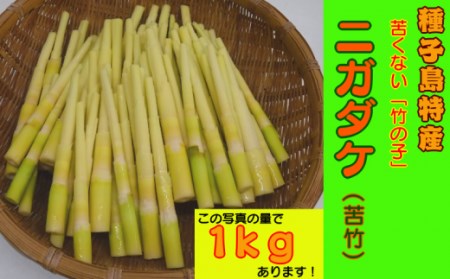 【 5月～6月 先行予約 】 種子島 産 ニガダケ 2kg　NFN029【375pt】 