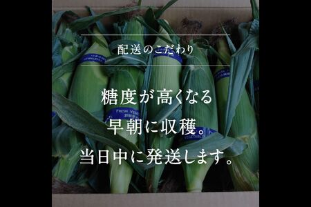 南部町産 朝採れスイートコーン5kg箱 食べくらべセット（バイカラー種・ホワイト種）2026年収穫分＜数量限定＞