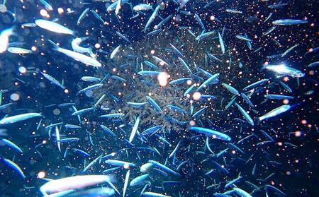 ボートで行く！ファンダイビング（2Dive）｜ダイビングレッスン ダイビングチケット ダイビング体験 沖縄ダイビング