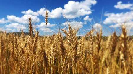 【A6002】北海道士別市たよろ産「春よ恋」100％生ラーメン (6食) 拉麺 麺 小麦麺 生麺 醤油ラーメン 醤油味 冷凍 【合同会社人考研】