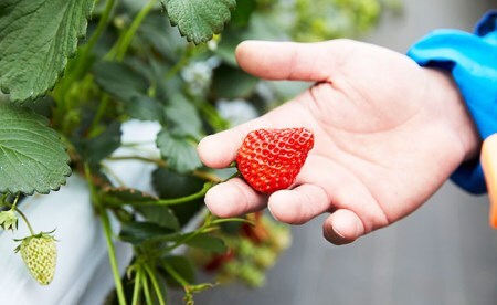 【先行予約】マツダファームの完熟いちご【紅ほっぺ200g×4pc(800g)】2022年12月～RT821