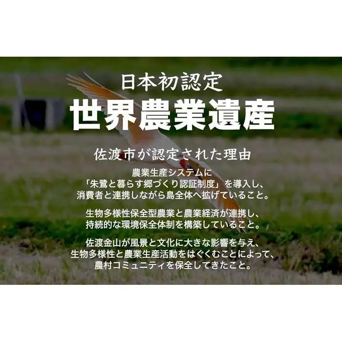 新潟県佐渡市産 新之助 精米 5kg【令和7年米】