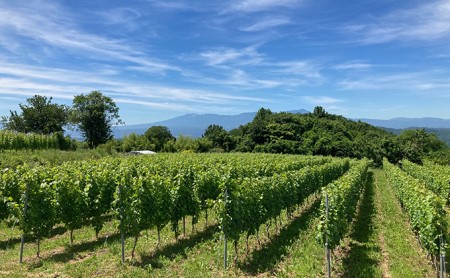 Mille・Beauté (ミリ・ボーテ）無添加 無濾過 赤ワイン 2本セット お酒 晩酌 家飲み 宅飲み 飲み比べ ワイン飲み比べ 自生酵母 6か月間熟成 香り豊か 深い味わい 香り 果実味 