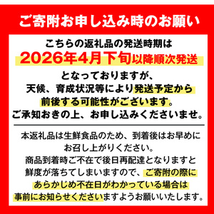 【先行予約】 河内晩柑 10kg 河内晩柑 【江崎果樹園】 i798