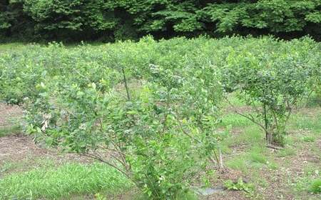 【2026年6月下旬発送開始予定】 【数量限定】 採れたて ブルーベリー 約600g ＜ 福祉事業所 ポパイの家 ＞ ／ ブルーベリー 生ブルーベリー 冷蔵 新鮮 産地直送 旬 フルーツ 果実 果物 くだもの 期間限定 季節限定 朝採れ 朝採り ふぞろい 不揃い 岩手県産 八幡平市産 おすすめ オススメ