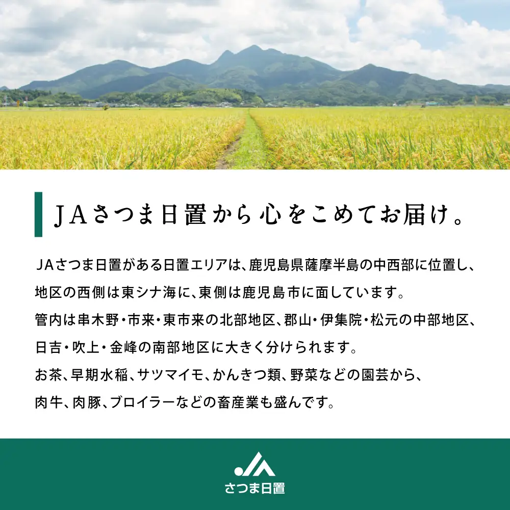 鹿児島県産 完熟マンゴー 2Lサイズ 2玉（化粧箱入り）［数量・期間 限定 ］ 先行予約 先行受付 マンゴー 完熟マンゴー トロピカルフルーツ 完熟 芳醇 国産 果実 果物 くだもの フルーツ 果肉 果汁 食品 デザート スイーツ おやつ 甘い ジューシー 旬 夏 季節限定 季節の果物 南国フルーツ 南国 おすすめ 高級 ご褒美 贅沢 グルメ 冷蔵 JAさつま日置 鹿児島 鹿児島県 南さつま市