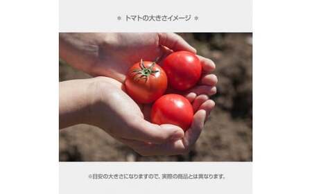 【先行予約】濃厚フルーツトマト 1kg ＜2027年1月?発送＞ / Aランク 糖度8度以上 期間限定 フルーツトマト ふるーつとまと とまと トマト 甘い 濃厚 美味しい 箱入り 贈答 野菜 料理【池トマト】[BQAG009]
