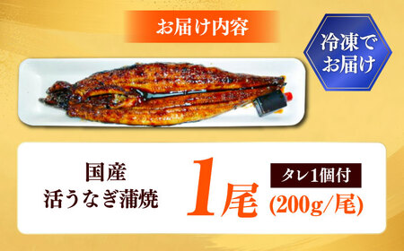 うなぎ 国産活うなぎ蒲焼（1本入） [AICQ002] 