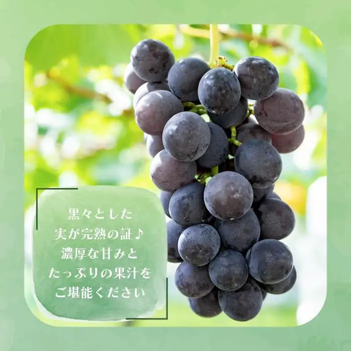 巨峰、豊水梨　詰め合わせ　約3kg箱