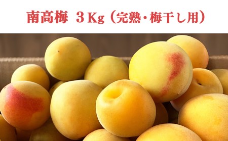 【堀内果実園】奈良県産 特別栽培 大切に育てた南高梅(完熟・梅干し用）3kg | 果実 6月 奈良県 五條市