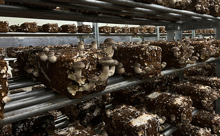 オーガニック 菌床生しいたけ 約500g きのこ 野菜 国産 GAP認証 有機JAS認定 食物繊維 ビタミン ミネラル 