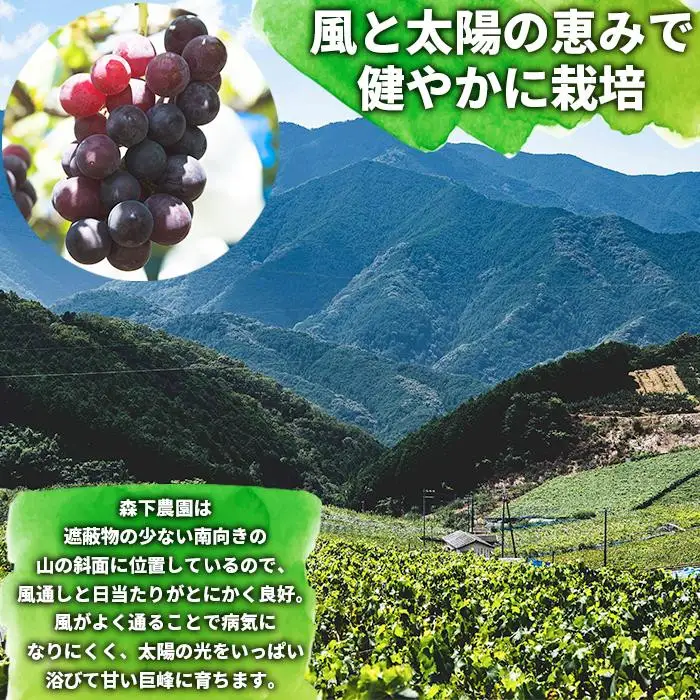 【先行予約】有田産 巨峰 約 3kg 巨峰村 森下農園 ぶどう 送料無料 フルーツ★2026年8月下旬から順次発送