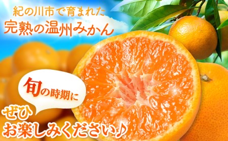 【先行予約】完熟 温州みかん 約5kg (45~55玉) こだまファーム《2026年10月中旬-2027年2月中旬頃出荷》 みかんみかんみかん