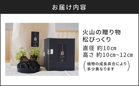 火山の贈り物 ミニ観葉植物『松びっくり』 溶岩土台松ぼっくり苔植物 K089-001
