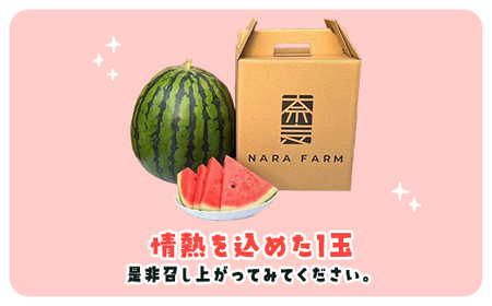 【先行予約】【6月上旬から発送】レッドサンスイカ（約8kg～約9.8kg×1玉）【 ふるさと納税 人気 おすすめ ランキング レッドサン スイカ 西瓜 すいか 西瓜 果物 フルーツ 国産 産地直送 甘い 野菜 千葉県 山武市 送料無料 】SMAF001