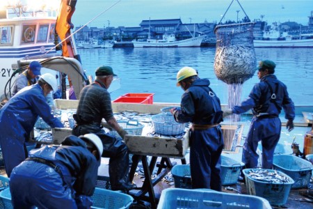 定期便 魚 富山湾直送 とれたて鮮魚セット 約2.5～3.5kg×3回 旬 新鮮 鮮魚 詰め合わせ 産地直送 冷蔵 / くろべ漁業協同組合 魚の駅「生地」/ 富山県 黒部市 地魚 お楽しみ 魚介 魚介類 