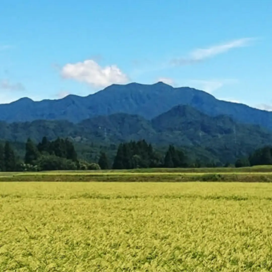 令和7年産米 特別栽培米 下田産コシヒカリ「白雪美人」 精米 5kg 新潟県 こしひかり 三条産 新潟県産【011S096】