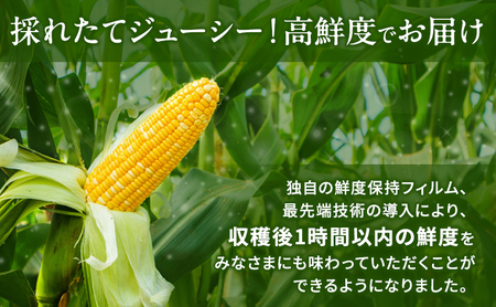 とうもろこし 先行予約 甘々娘 または 甘太郎 約4～6本 春のテルもろこし 個包装 レンジ調理 レンチン 野菜 夏 旬 冷蔵 冷蔵配送 静岡 静岡県 浜松市 6月下旬頃より順次発送 配送不可：離島