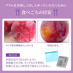 【2026年発送】志賀高原の麓で育った プラム 貴陽大玉10玉約1.5kg プラム すもも フルーツ 果物 長野