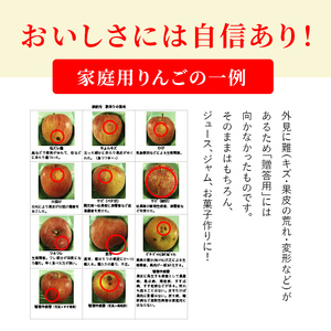 【2026年発送】志賀高原の麓で育った サンふじ （家庭用）約10kg りんご 10kg フルーツ 果物 デザート 長野