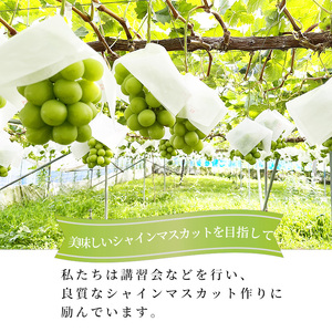 【2026年発送】志賀高原の麓で育った シャインマスカット 3～5房 約2kg ※お届け日時指定不可 ぶどう フルーツ 果物 デザート 長野県 長野