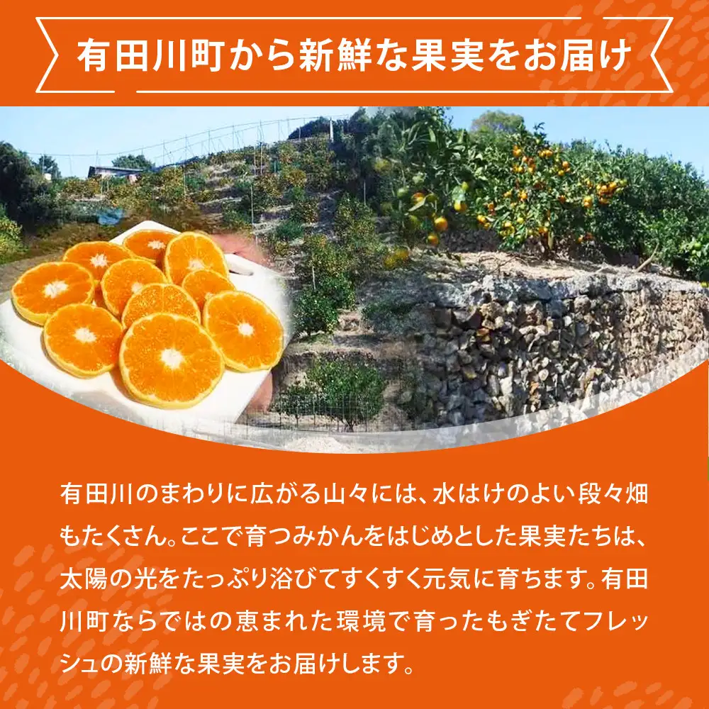 せとか ＜別名-みかんの大トロ＞ 和歌山県有田川町産 オレンジ 訳あり 8kg