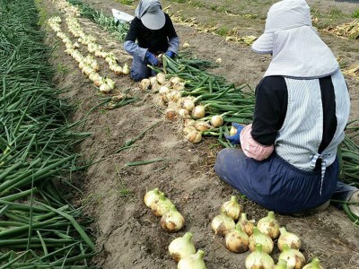 【大玉10㎏】兵庫県認証★特別栽培★淡路島新たまねぎ