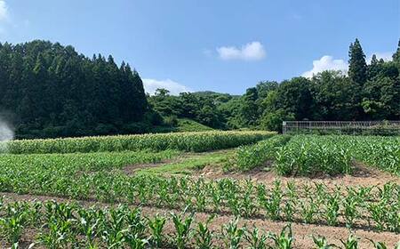 ≪2026年先行予約≫【長岡ファーム】 農家直送 山形県産 朝採れ とうもろこし 3kg（6～9 本） 2026年8月上旬から順次発送 F2Y-5459