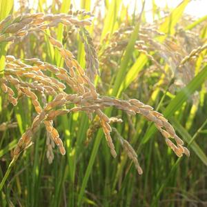 令和7年産　特別栽培米ゆめぴりか　白米5kg ｜ ゆめぴりか_00148