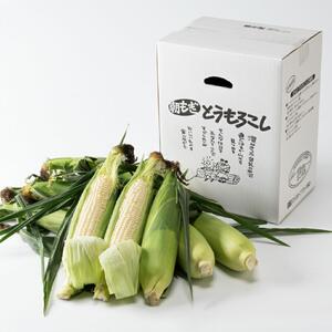 【2026年先行予約】白いとうもろこしピュアホワイト 12本 3.6kg（2026年8月下旬から発送開始予定）とうもろこし