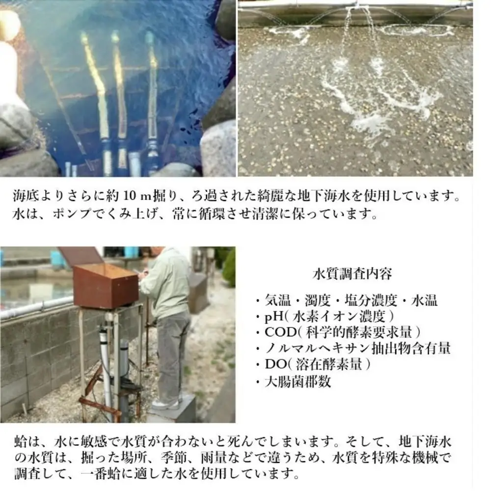 三重県・畜養はまぐり 2kg　ハマグリ　蛤　お吸い物　焼きはまぐり