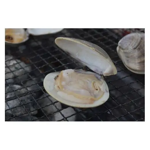 楠町名産　蓄養蛤大サイズ　たっぷり3kg　＜ハマグリ　お吸い物に、焼きはまぐりに！＞
