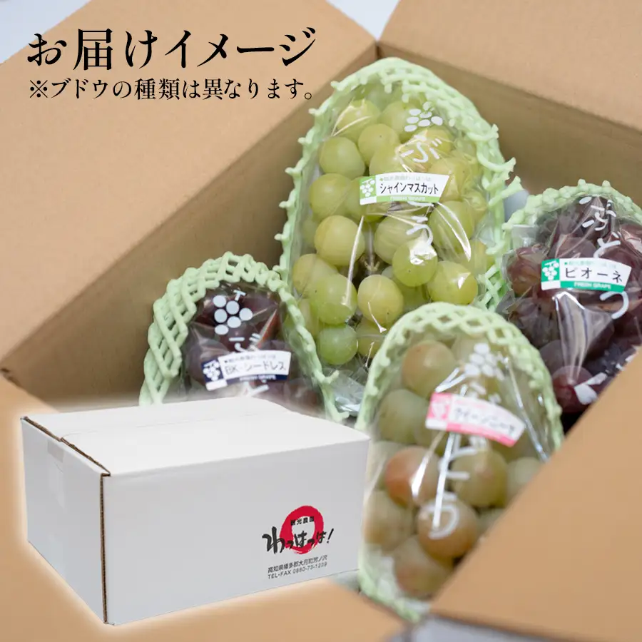 おまかせぶどう 詰め合わせ 2.4kg 4房以上 朝採れ ブドウ マスカット 果物 フルーツ 冷蔵