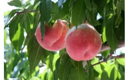 【2026年発送★先行予約】オギノフルーツ定期便（桃 約2kg・シャイン 1.2kg以上） 136-013-26y