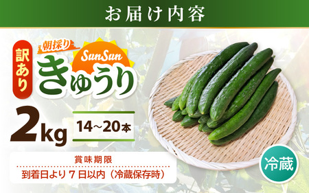 【先行予約】【訳あり】期間限定 太陽の光サンサンと浴びた「SunSun きゅうり」 2kg以上【2026年7月上旬以降順次発送】【胡瓜 野菜 漬物】 [e35-a056]