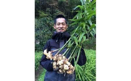 鰹乃國の生姜 ( 土佐一 ) 500g ( 自然栽培 農薬 化学肥料不使用 高知県 )